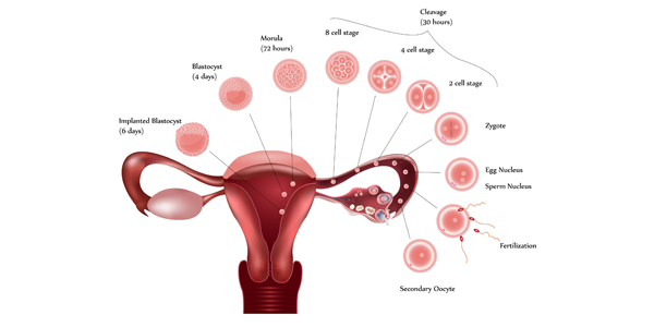 From Ovulation to Implantation